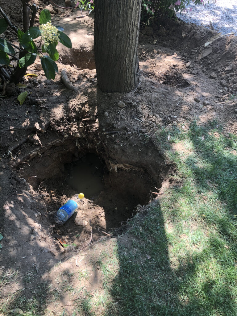 Deteccion y reparación de una fuga de agua debajo de un árbol